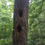 Pileated woodpecker holes